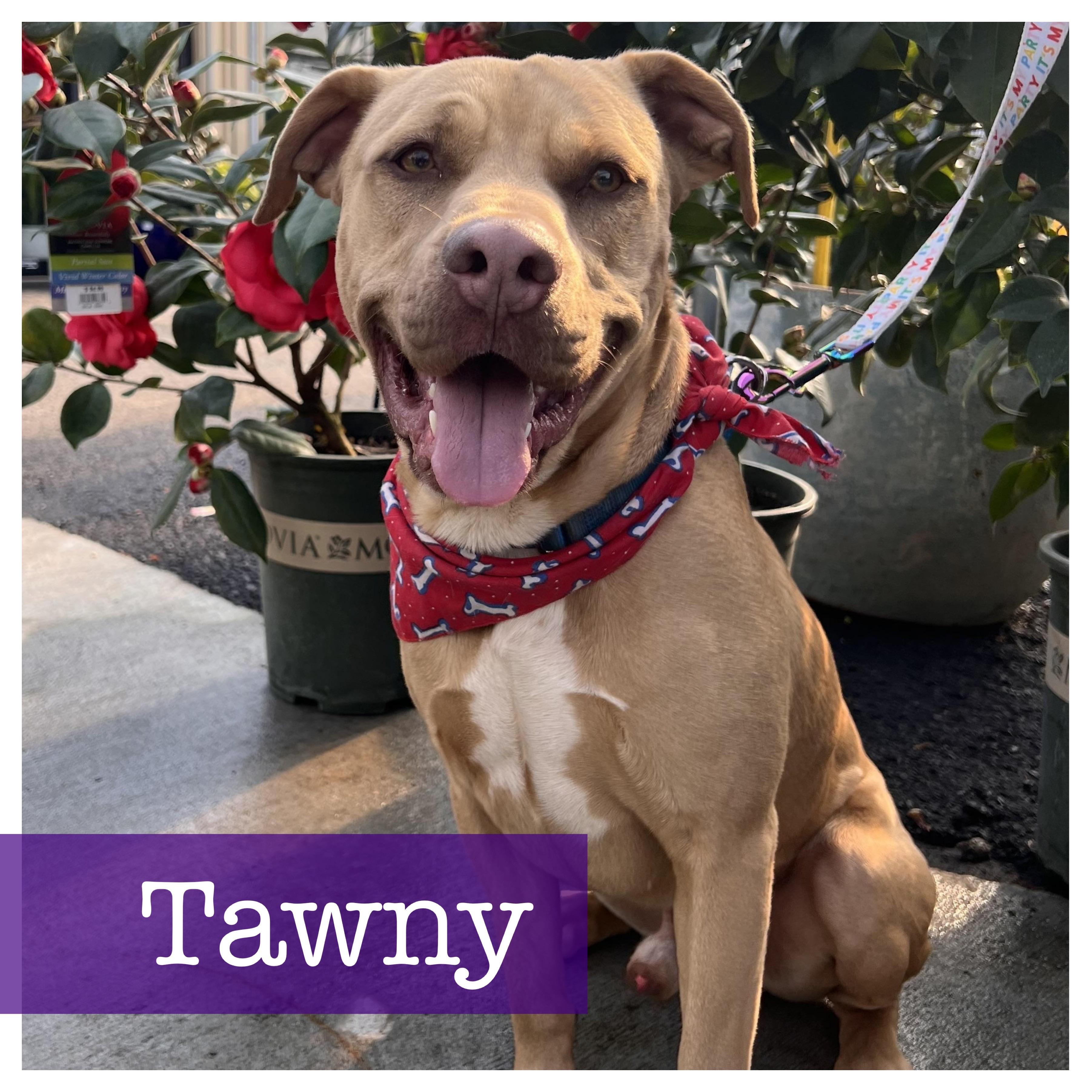 Anton aka Tawny, Adoptable, Adult Male American Staffordshire Terrier.
