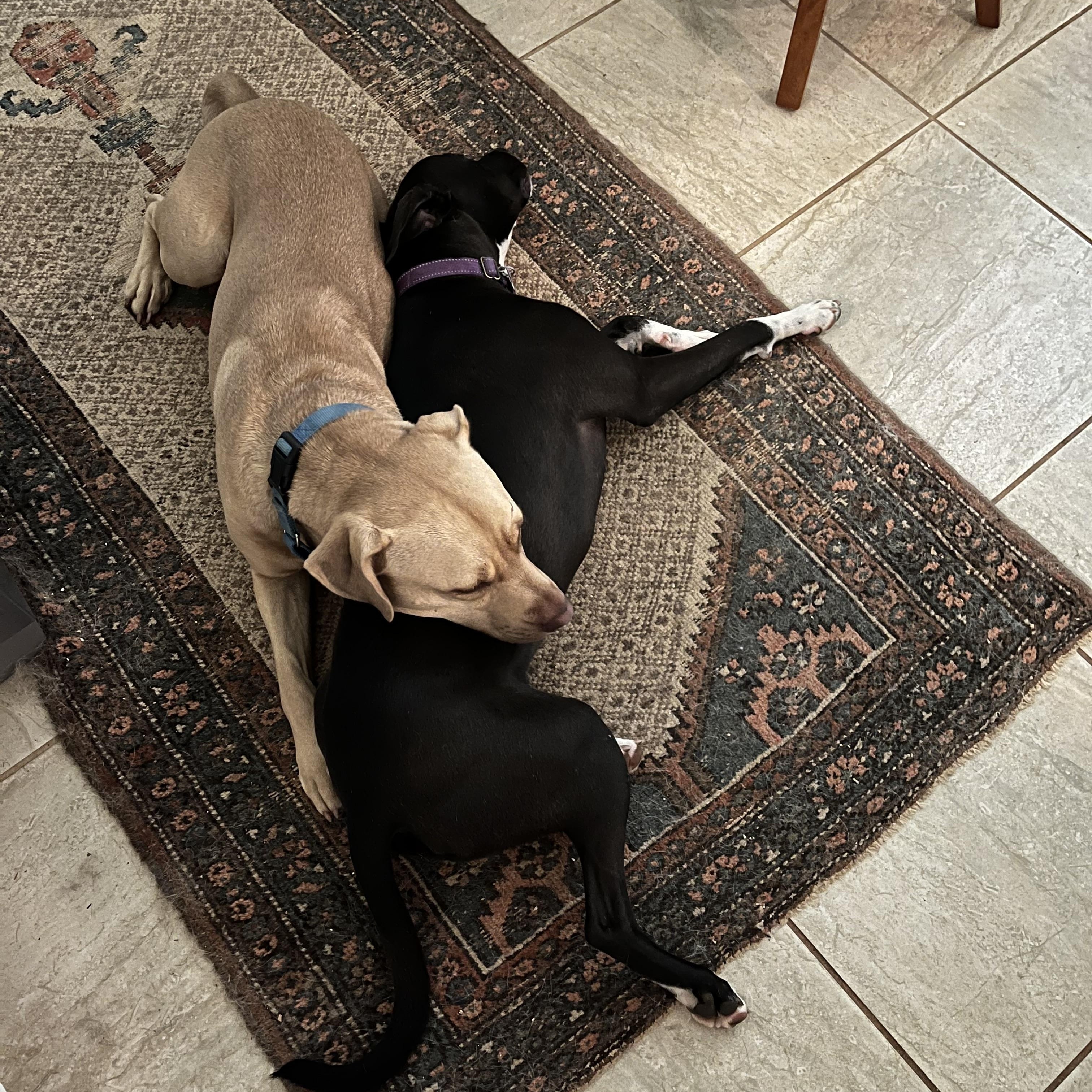 Anton aka Tawny, a Adoptable mixed breed in Cumming, GA image 2/5