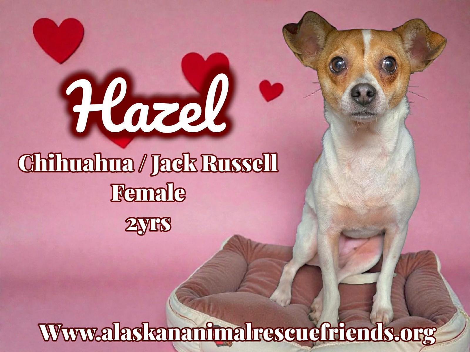 Enlarge Hazel, a Adopted mixed breed in Anchorage, AK image 1/1