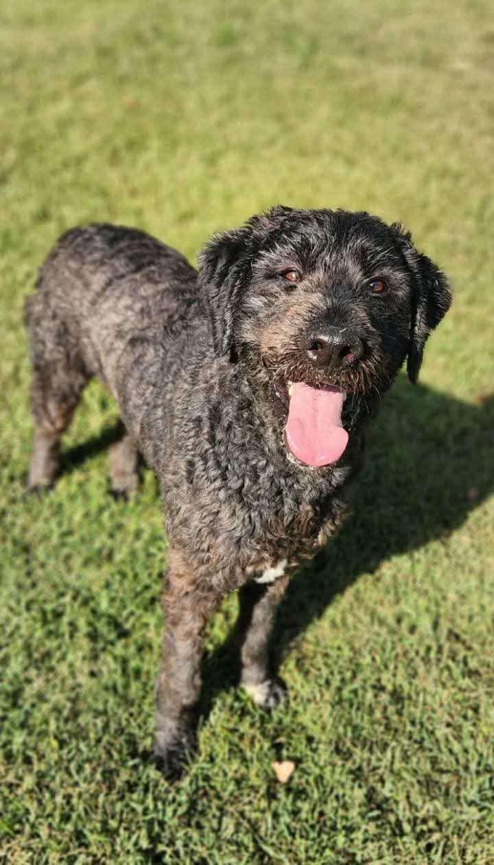 Caesar, Adoptable, Young Male Standard Poodle & Great Pyrenees.