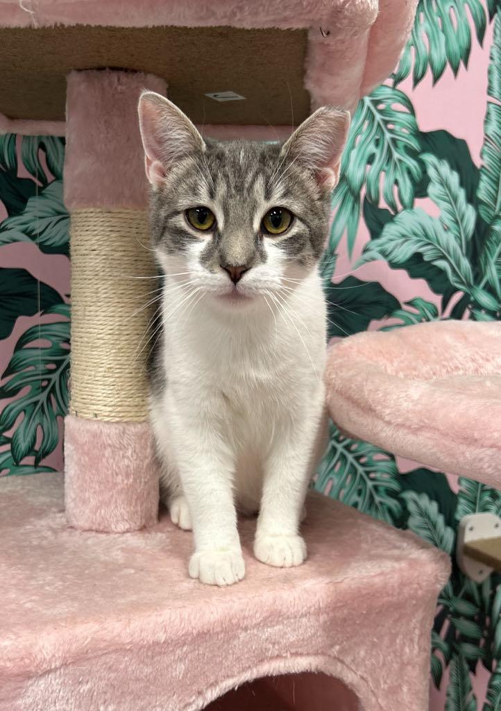 Scar, a ADOPTABLE Domestic Short Hair in Cortland, OH image 3/4