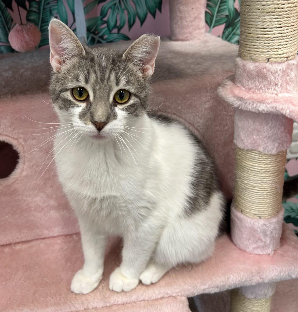 Scar, ADOPTABLE, Young Male Domestic Short Hair.