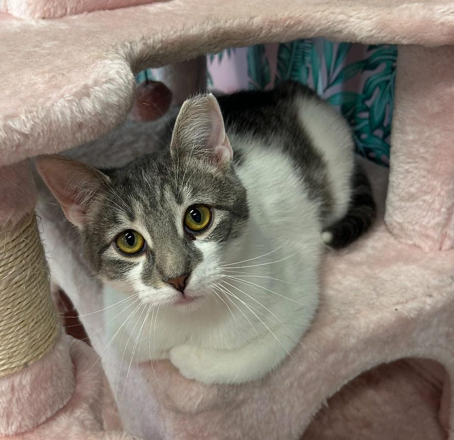 Scar, a ADOPTABLE Domestic Short Hair in Cortland, OH image 2/4