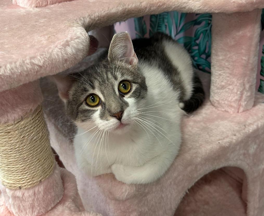 Scar, a ADOPTABLE Domestic Short Hair in Cortland, OH image 4/4