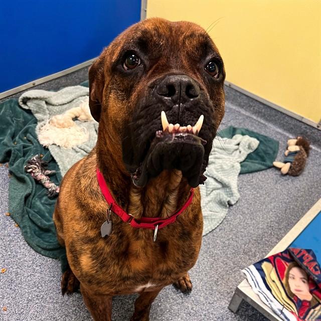 HARLEY, Adoptable, Adult Female Mastiff.