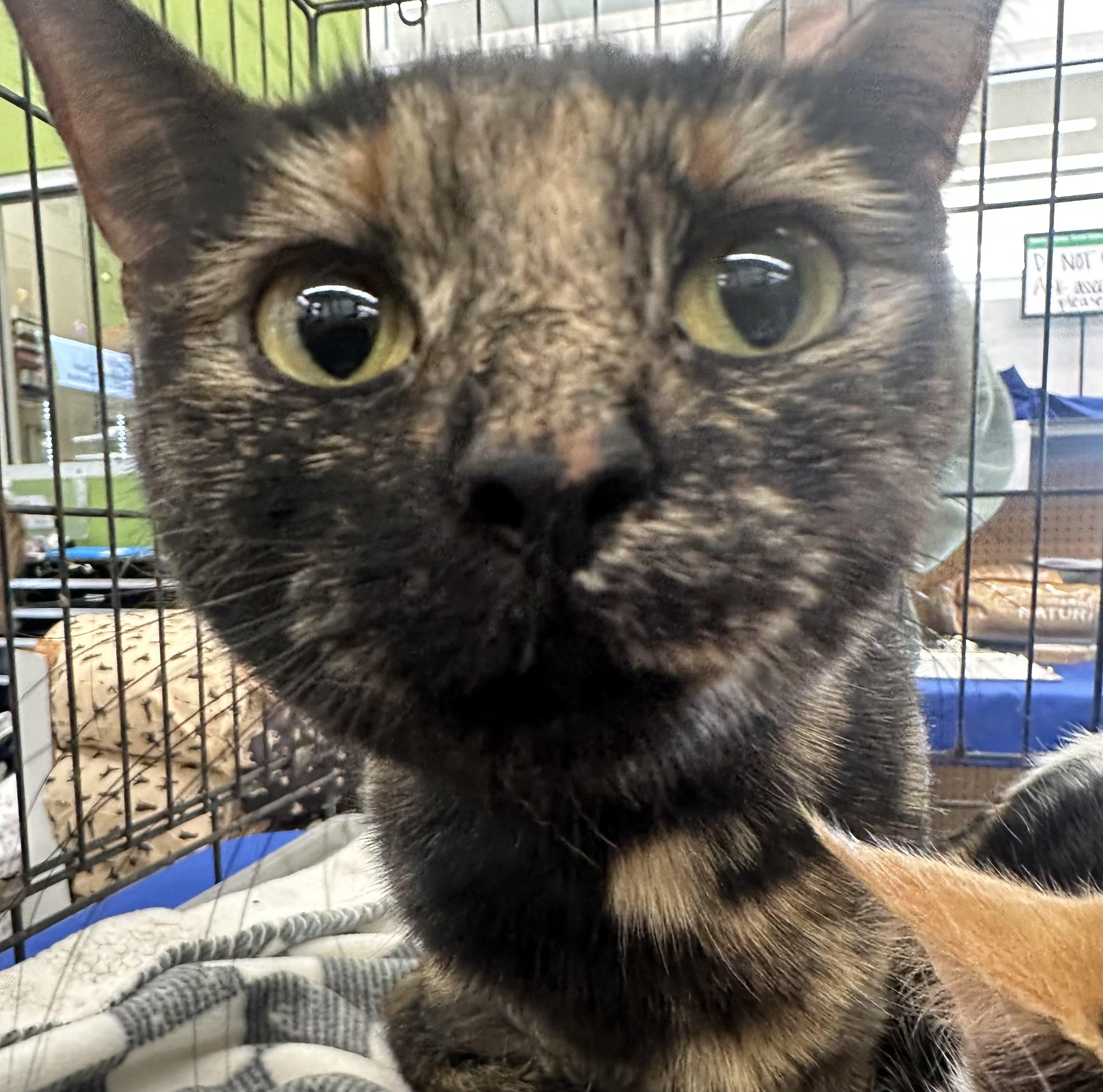 Enlarge Raisin Bran, a ADOPTABLE Domestic Short Hair in Easley, SC image 1/1