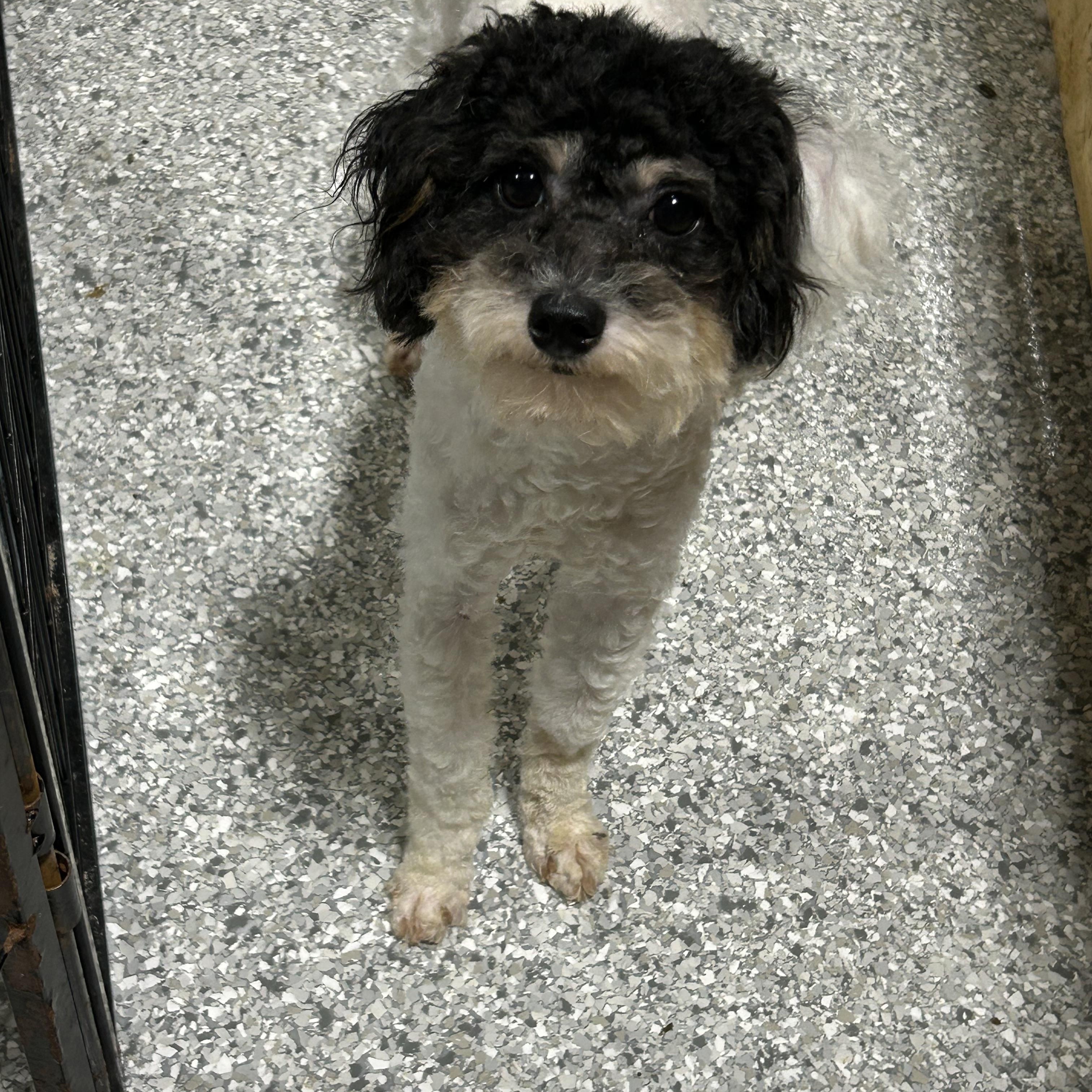 Enlarge Brayson 7 lbs , a Adoptable mixed breed in Antwerp, OH image 2/4