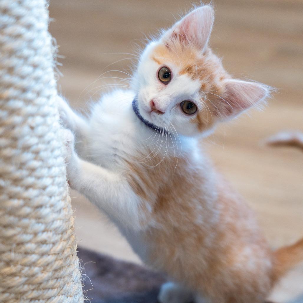 Satsuma, Adoptable, Kitten Female Domestic Medium Hair.