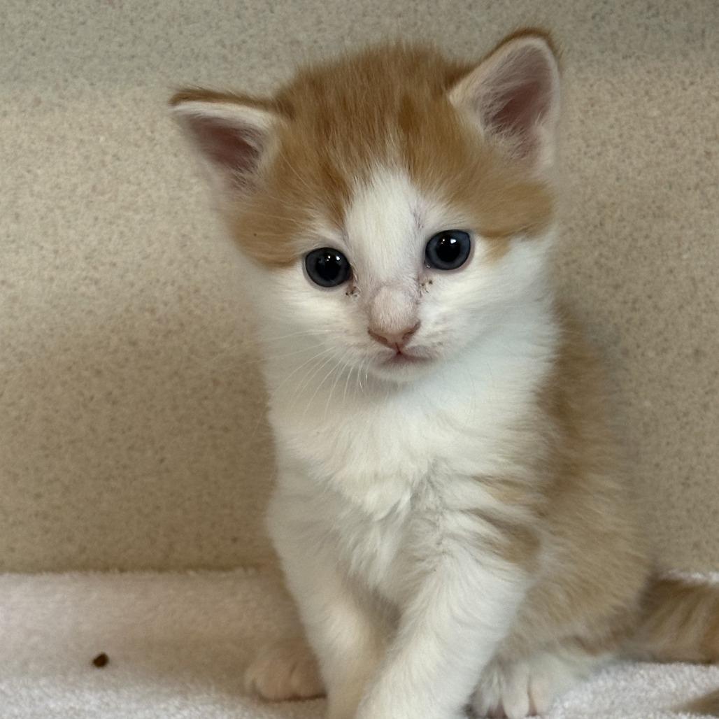 Satsuma, a Adoptable Domestic Medium Hair in Durango, CO image 2/3