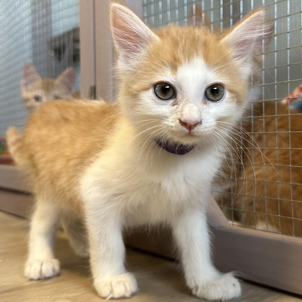 Satsuma, a Adoptable Domestic Medium Hair in Durango, CO image 3/3