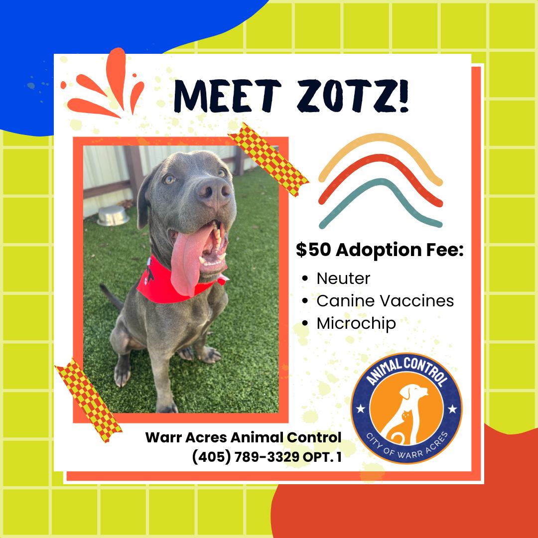 Zotz, a Adoptable mixed breed in Warr Acres, OK image 4/4
