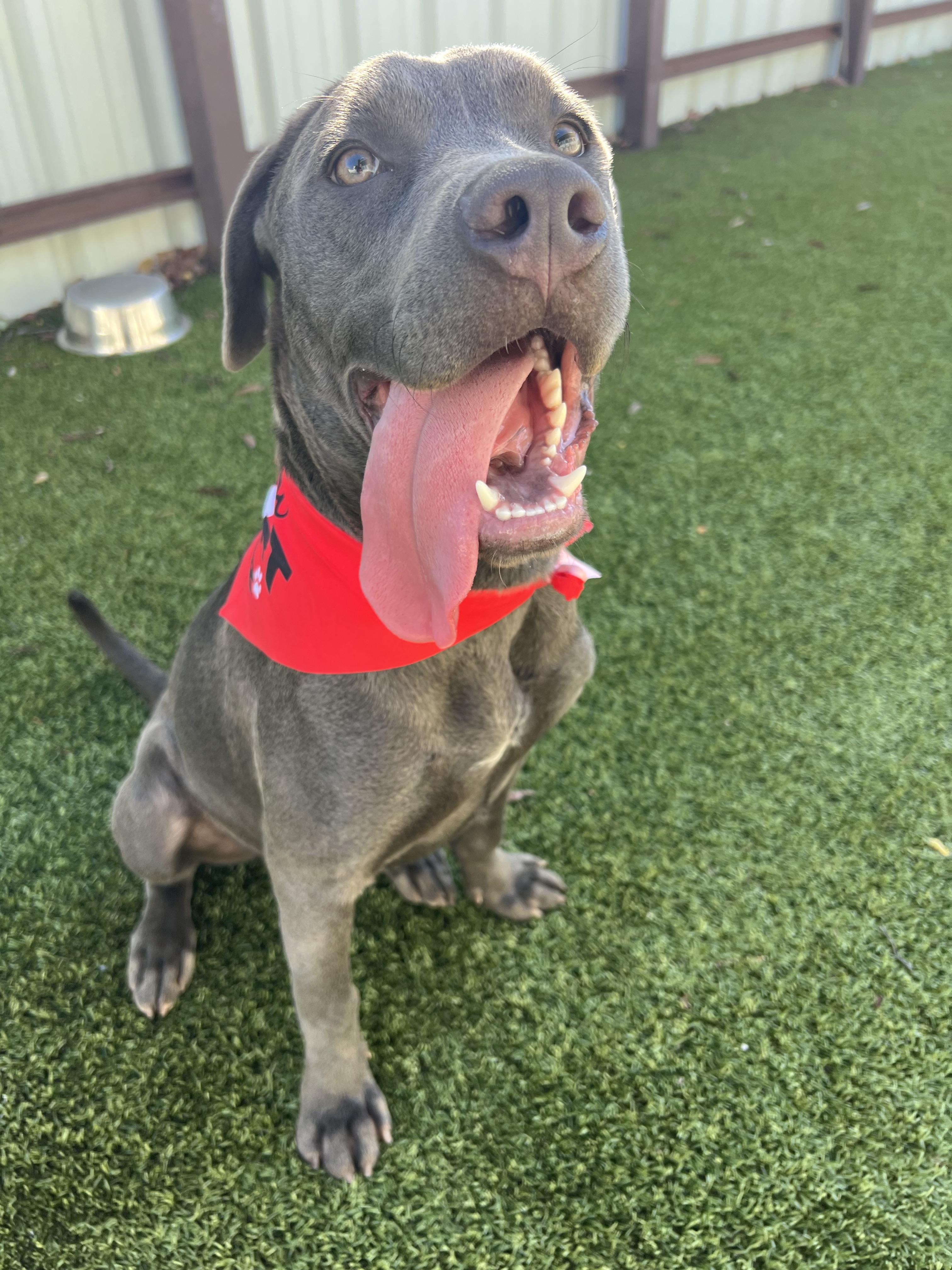 Zotz, a Adoptable mixed breed in Warr Acres, OK image 2/4