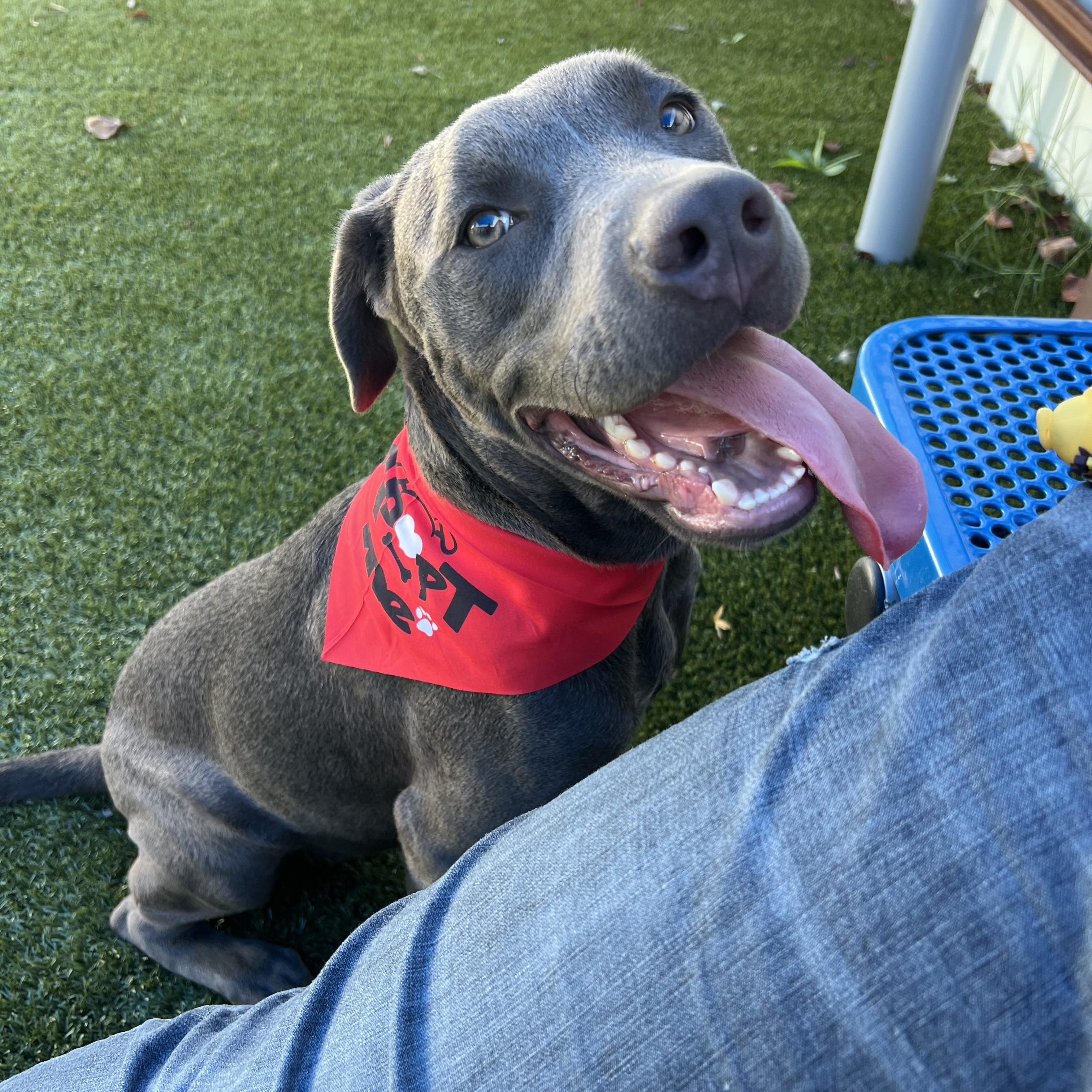 Zotz, a Adoptable mixed breed in Warr Acres, OK image 1/4