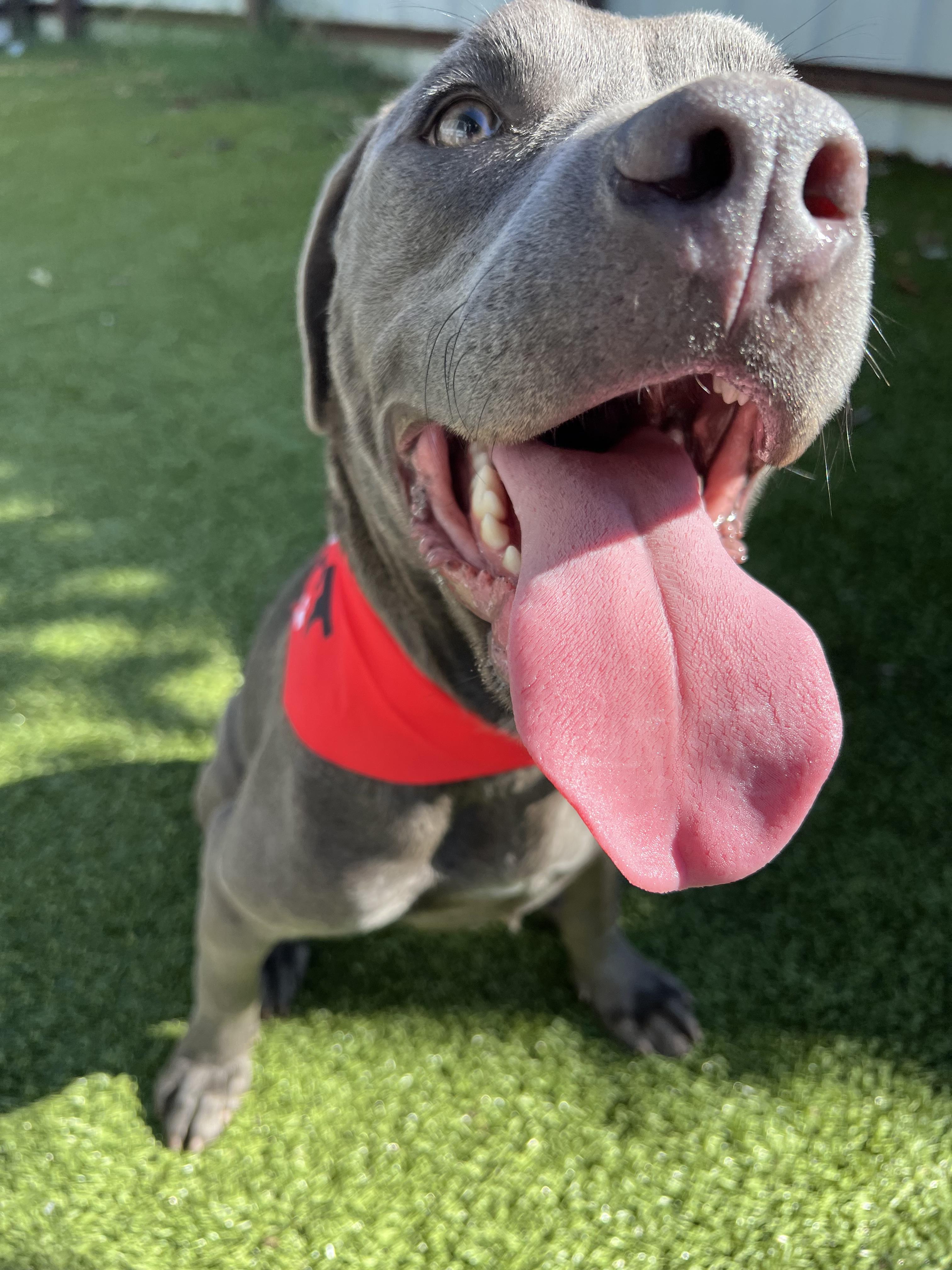 Zotz, a Adoptable mixed breed in Warr Acres, OK image 3/4