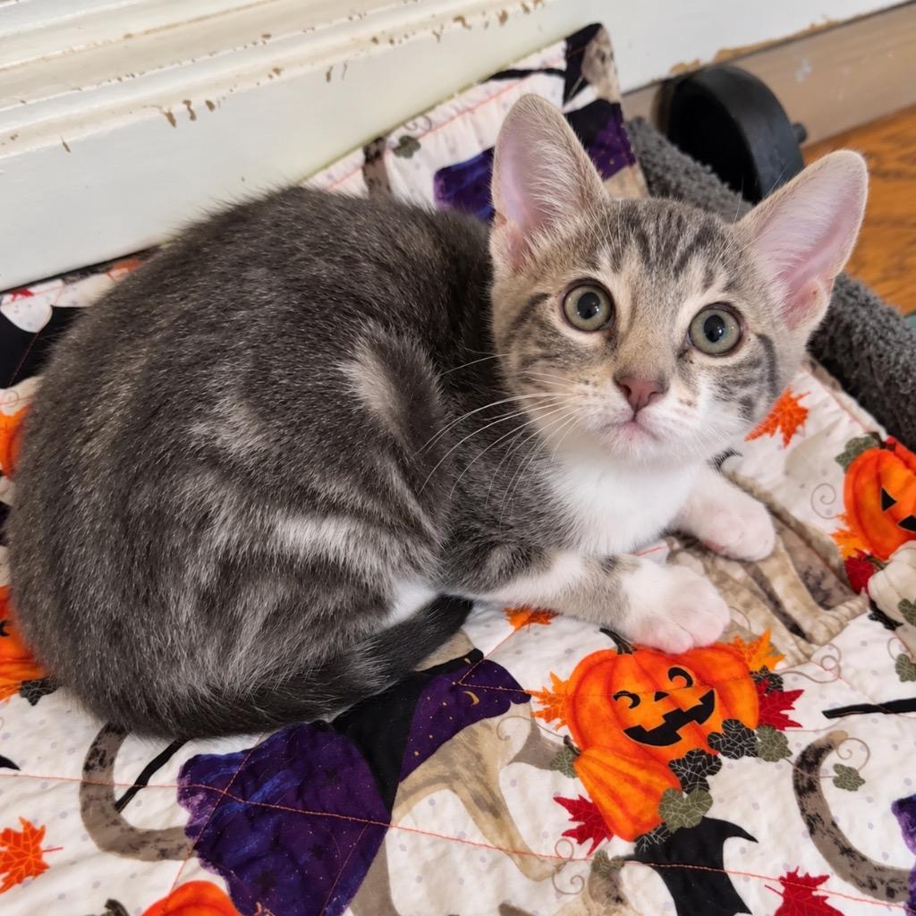 Sandy, Adoptable, Kitten Female Domestic Short Hair.