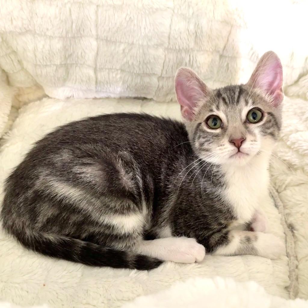 Enlarge Sandy, a Adoptable mixed breed in Cambria, CA image 2/3