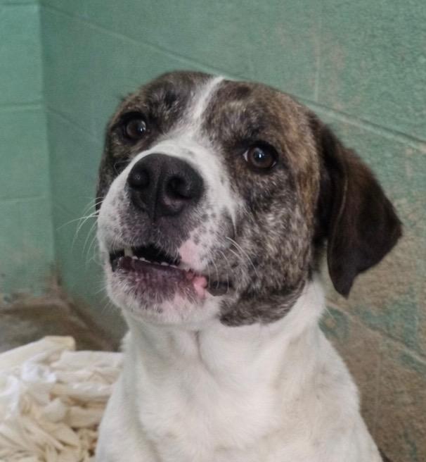 Coco, Adoptable, Adult Female Mixed Breed.