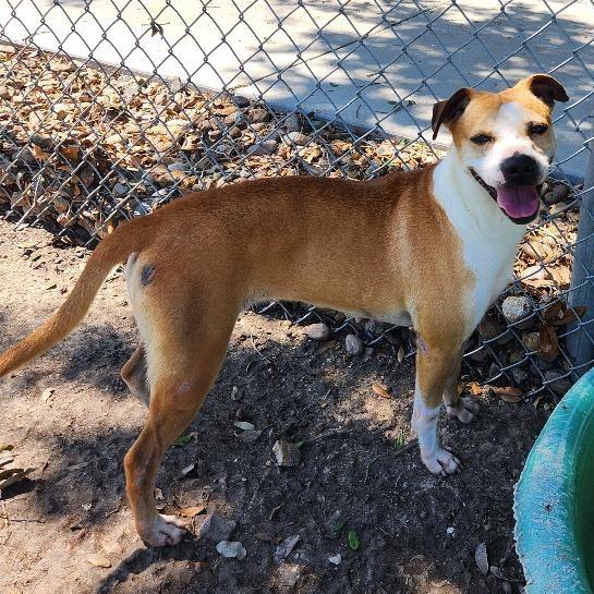 Enlarge Ivy, a Adoptable mixed breed in Corpus Christi, TX image 1/6