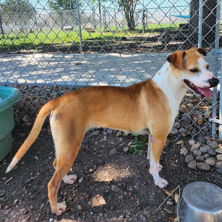 Enlarge Ivy, a Adoptable mixed breed in Corpus Christi, TX image 2/6