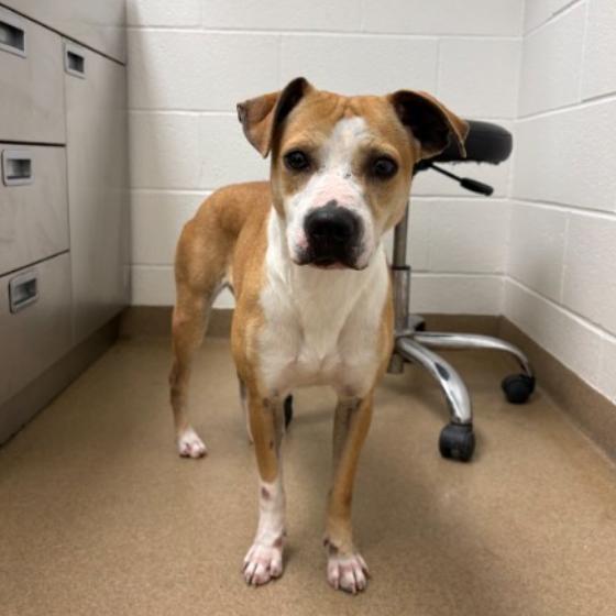 Enlarge Ivy, a Adoptable mixed breed in Corpus Christi, TX image 3/6