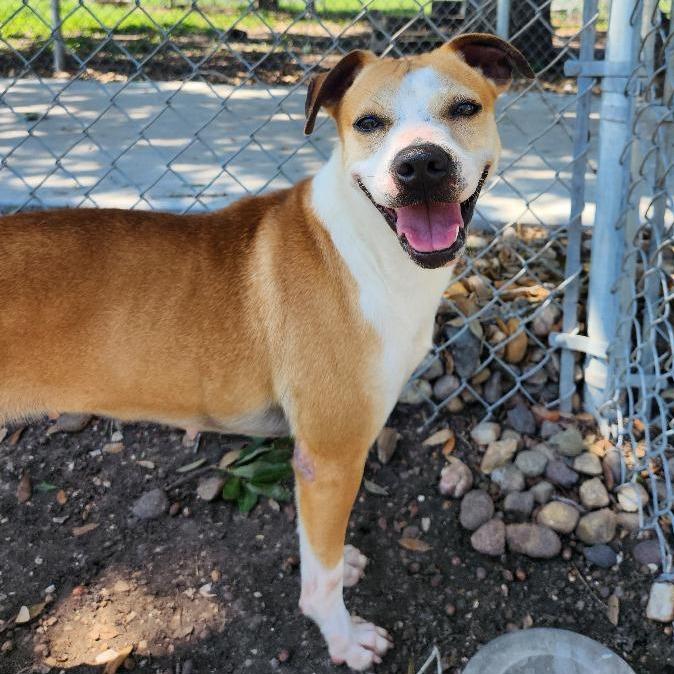 Enlarge Ivy, a Adoptable mixed breed in Corpus Christi, TX image 4/6