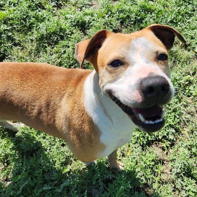 Enlarge Ivy, a Adoptable mixed breed in Corpus Christi, TX image 5/6