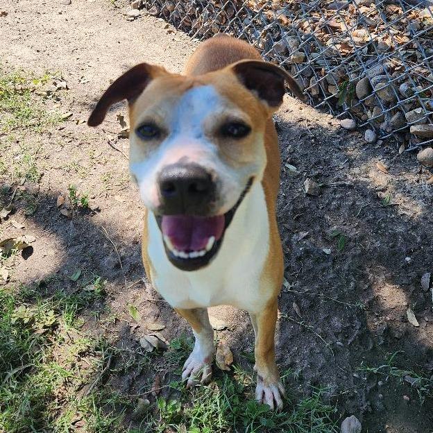 Enlarge Ivy, a Adoptable mixed breed in Corpus Christi, TX image 6/6