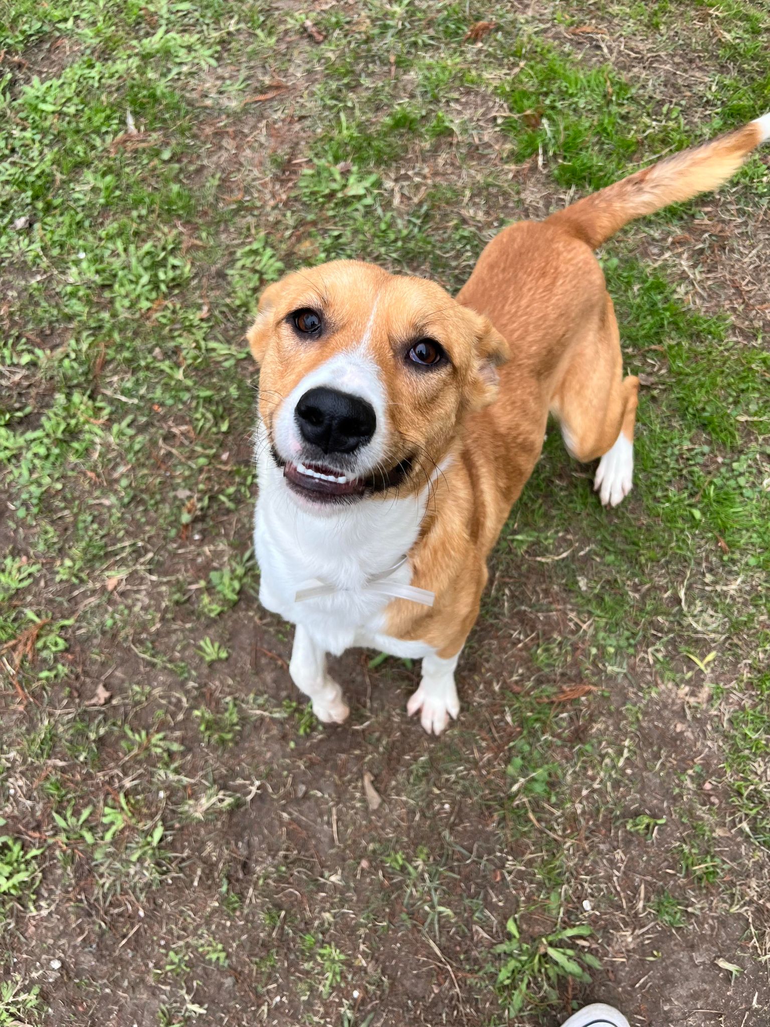 Enlarge Max, a Adoptable mixed breed in Cortlandt Manor, NY image 1/4