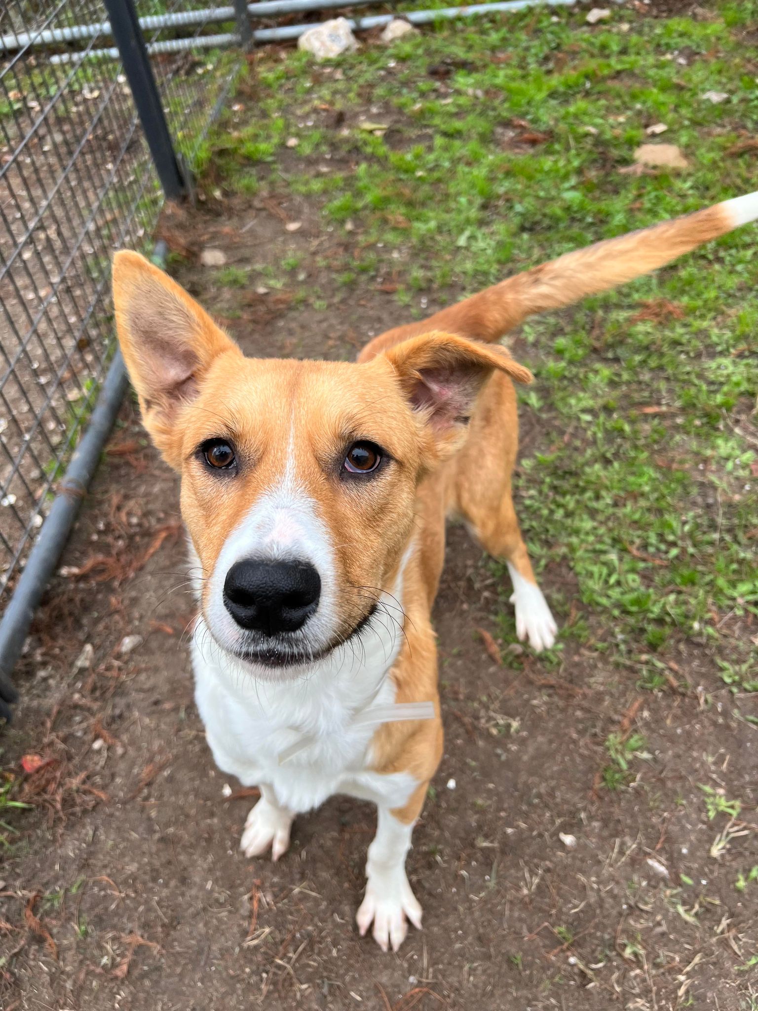 Enlarge Max, a Adoptable mixed breed in Cortlandt Manor, NY image 3/4