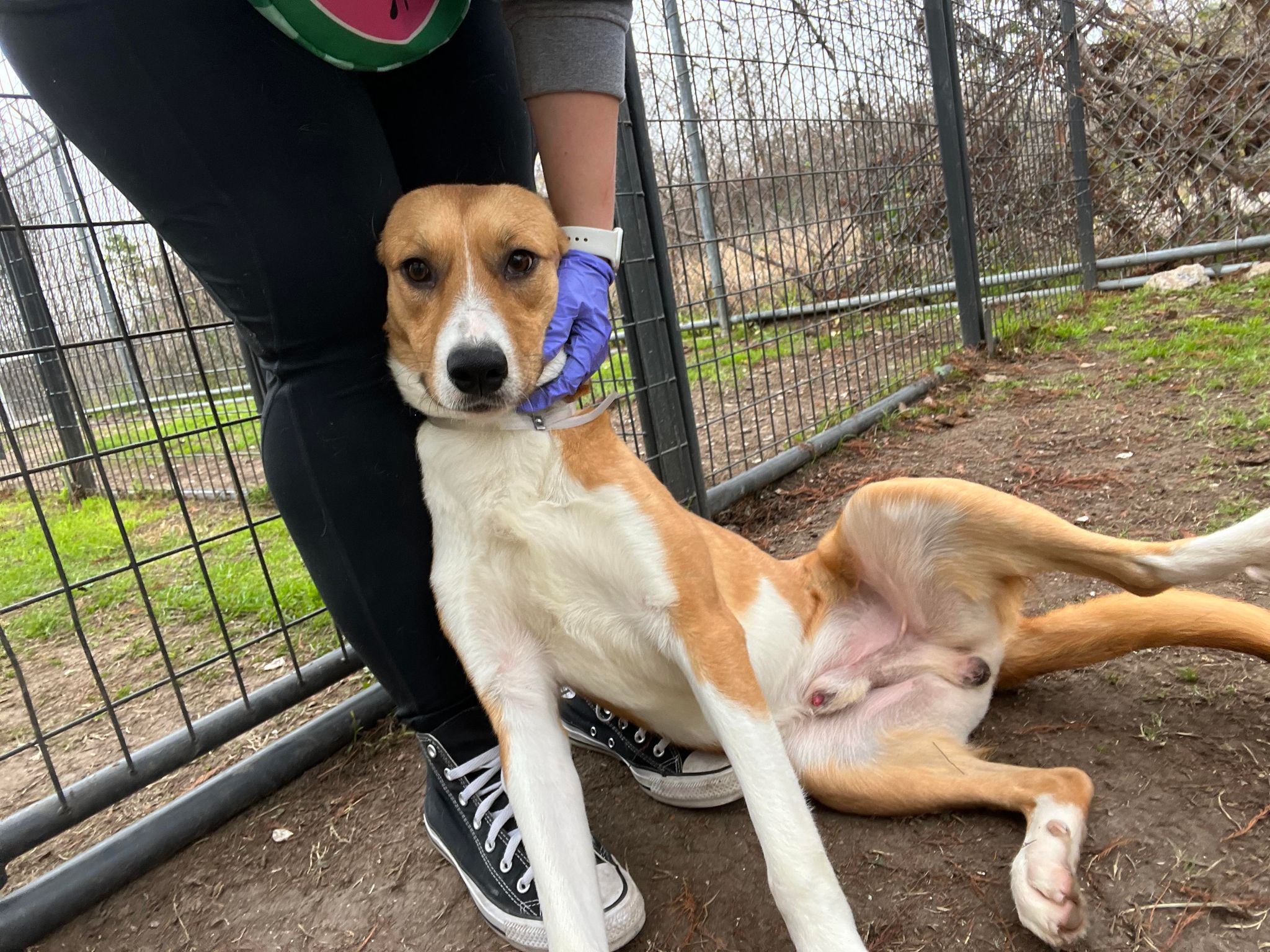 Enlarge Max, a Adoptable mixed breed in Cortlandt Manor, NY image 4/4