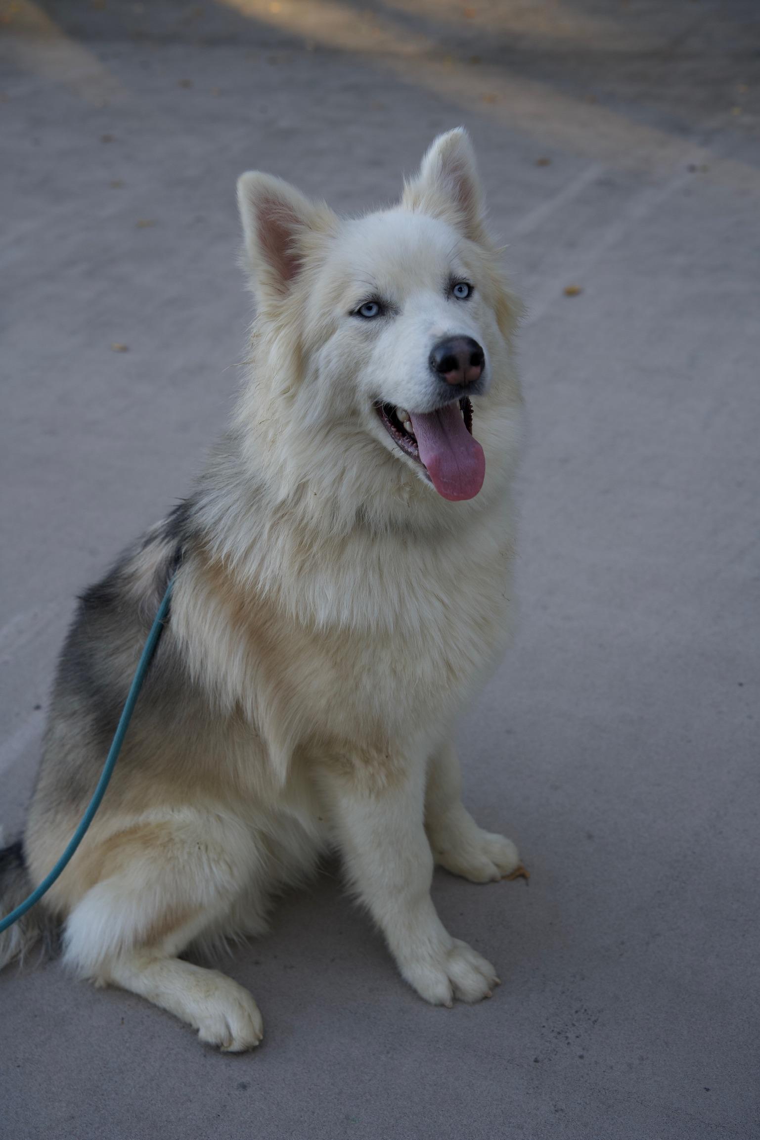 Enlarge Teddy, a Adoptable Husky in Templeton, CA image 2/4