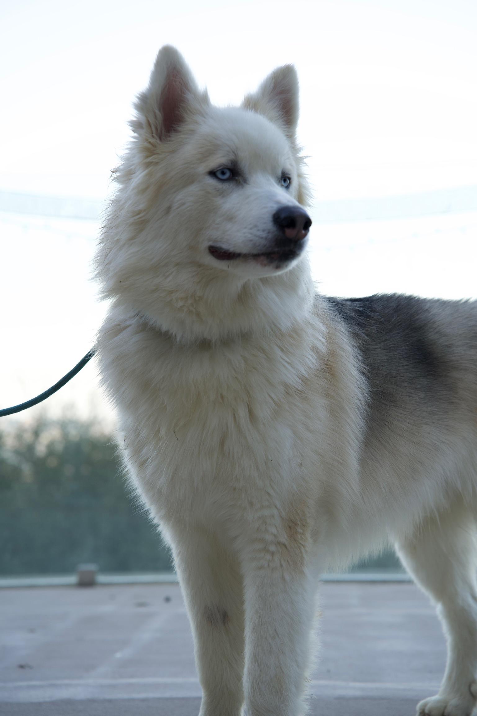Enlarge Teddy, a Adoptable Husky in Templeton, CA image 3/4
