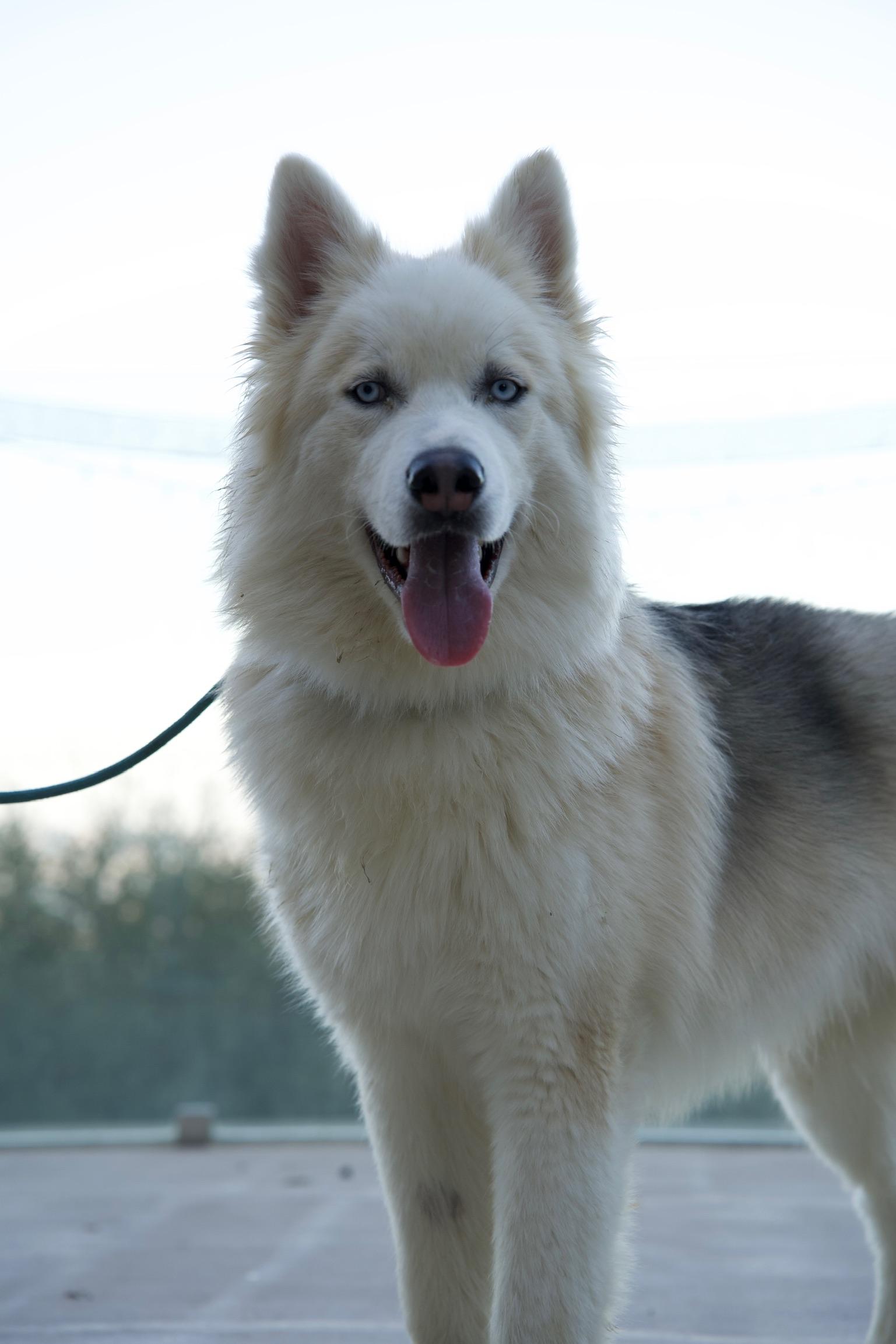 Enlarge Teddy, a Adoptable Husky in Templeton, CA image 1/4