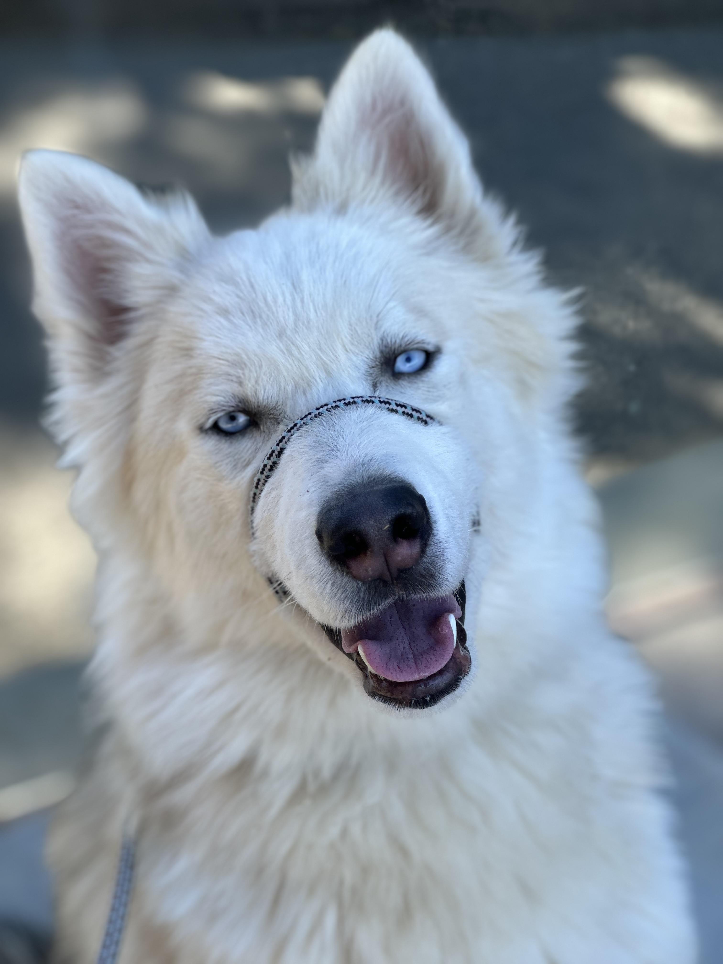 Enlarge Teddy, a Adoptable Husky in Templeton, CA image 4/4