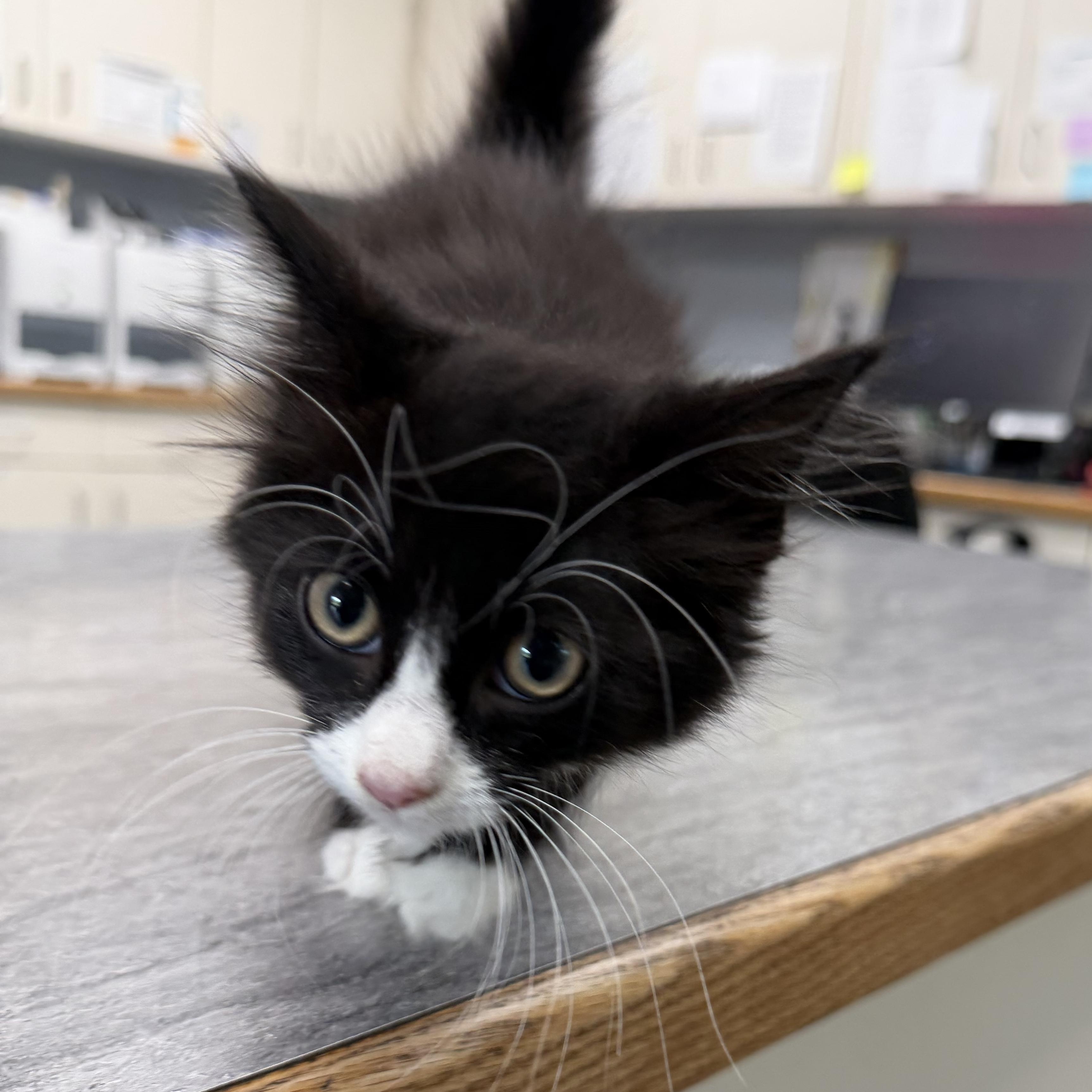 Renegade, adopted, Kitten Male Domestic Long Hair.
