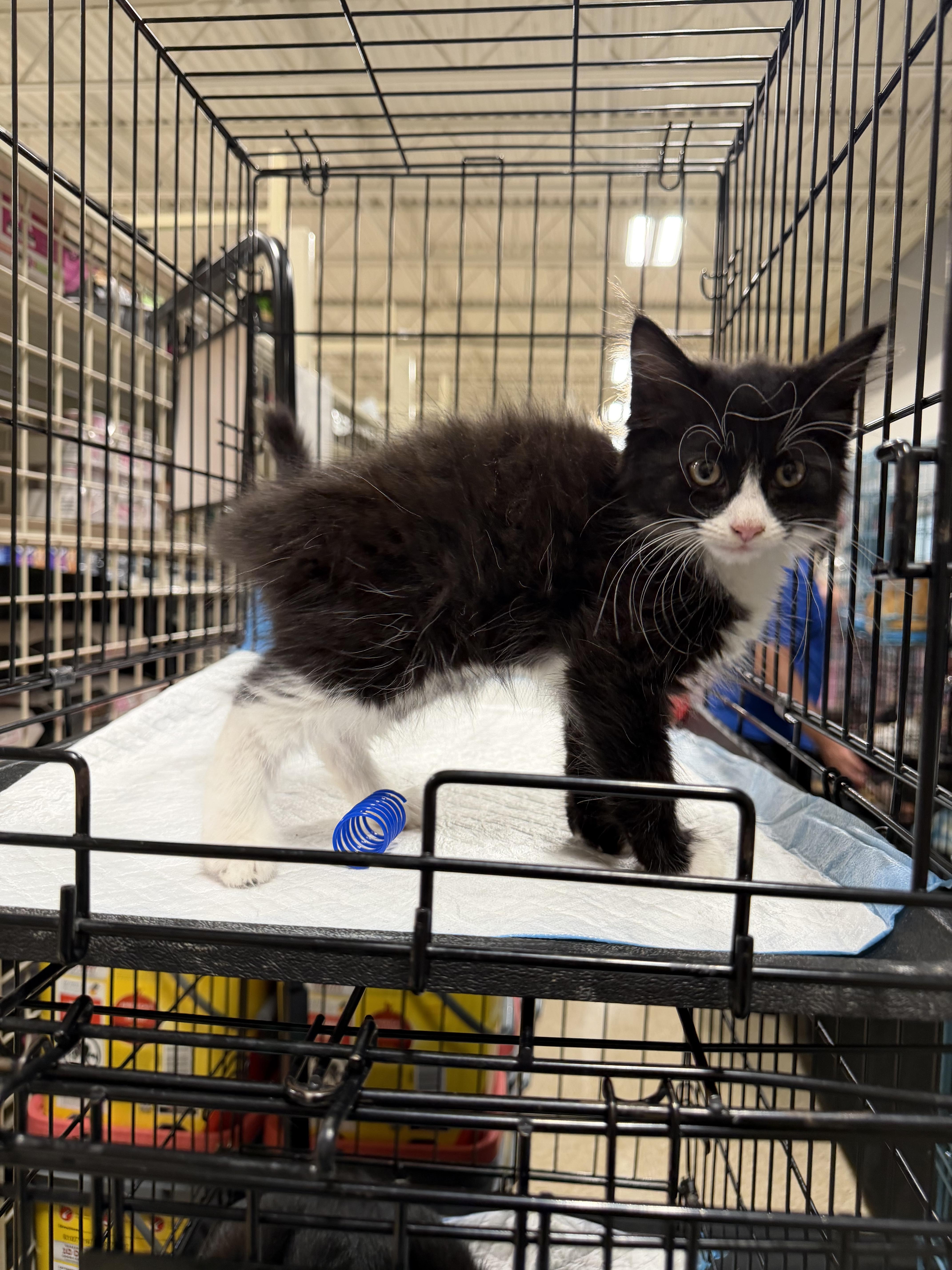 Enlarge Renegade, an adopted Domestic Long Hair in Simpsonville, SC image 3/3