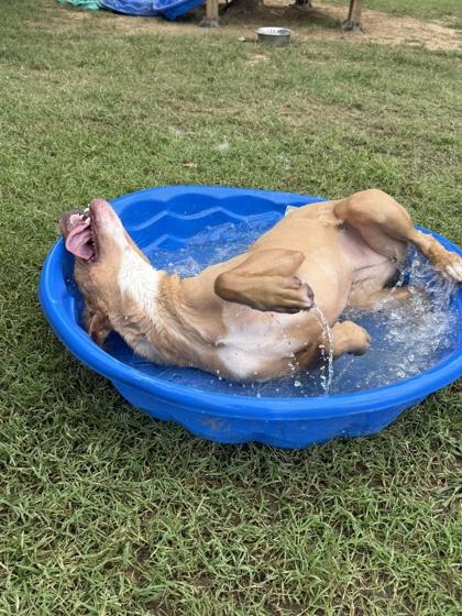 Enlarge Sapphire, a Adoptable mixed breed in Memphis, TN image 1/3