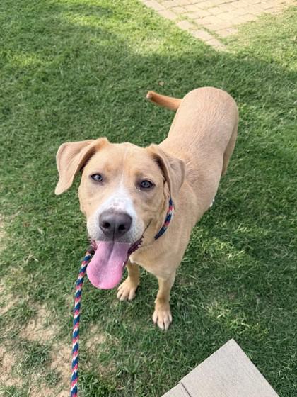 Enlarge Sapphire, a Adoptable mixed breed in Memphis, TN image 2/3