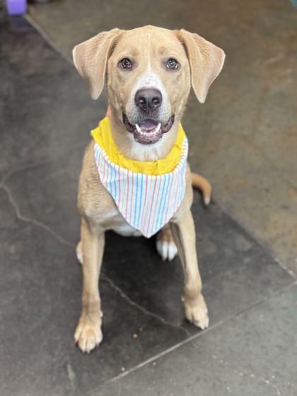 Enlarge Sapphire, a Adoptable mixed breed in Memphis, TN image 3/3