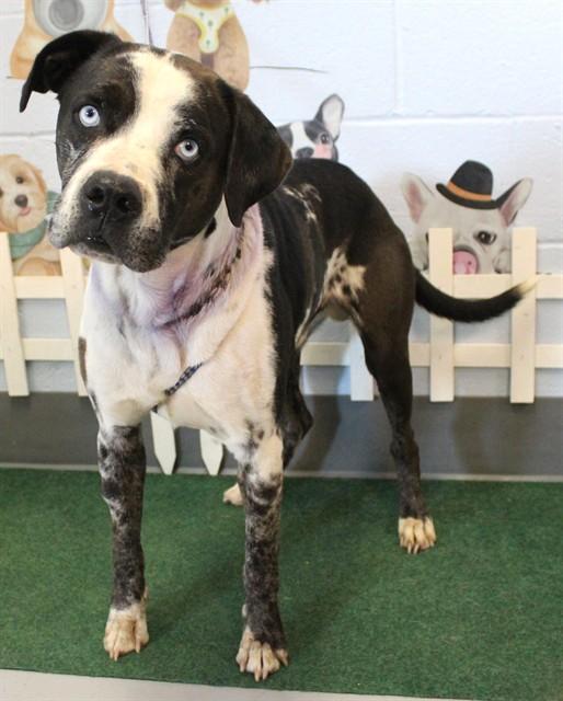 COLT, Adoptable, Young Male Catahoula Leopard Dog & Boxer.