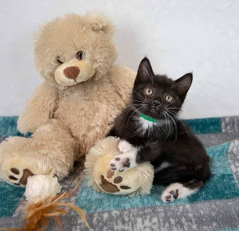 Enlarge Gazpacho, a Adopted mixed breed in Kennesaw, GA image 3/6