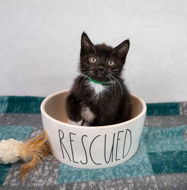Enlarge Gazpacho, a Adopted mixed breed in Kennesaw, GA image 2/6