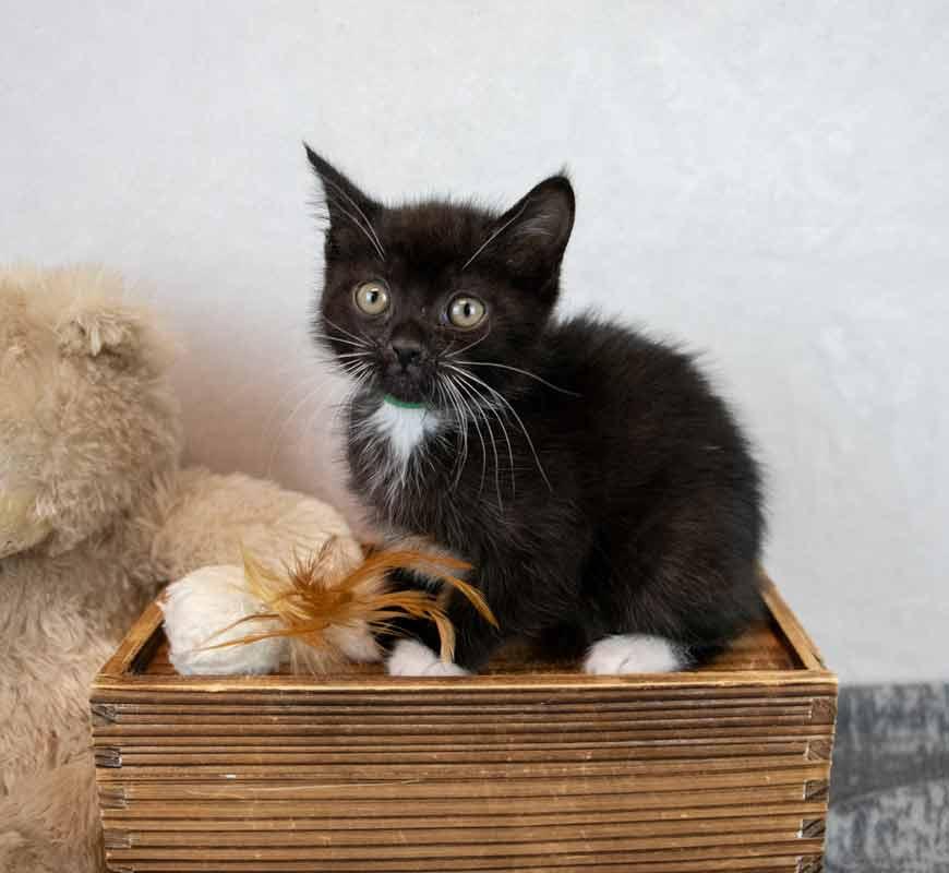 Enlarge Gazpacho, a Adopted mixed breed in Kennesaw, GA image 5/6