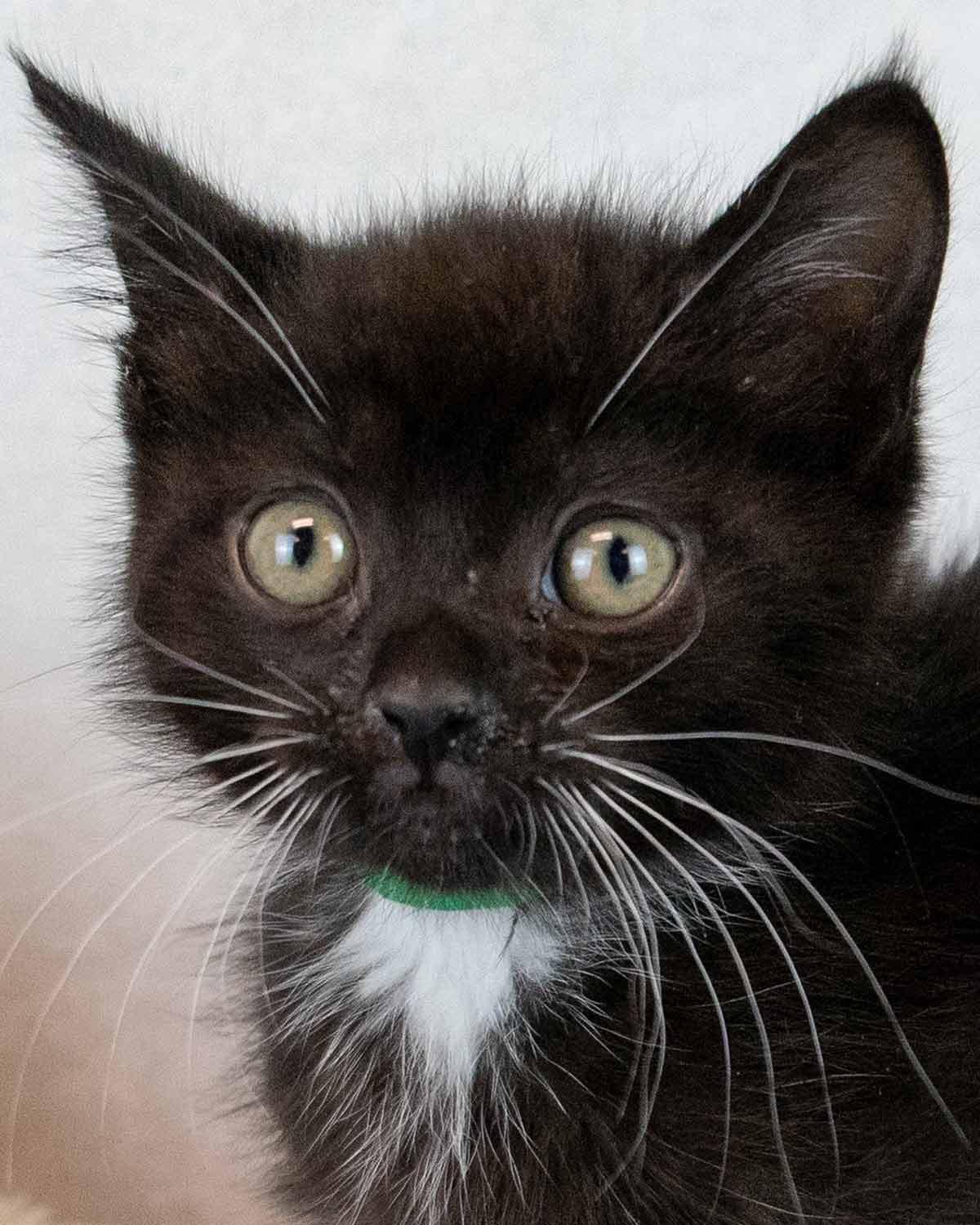 Gazpacho, Adopted, Kitten Male Domestic Short Hair & Tuxedo.