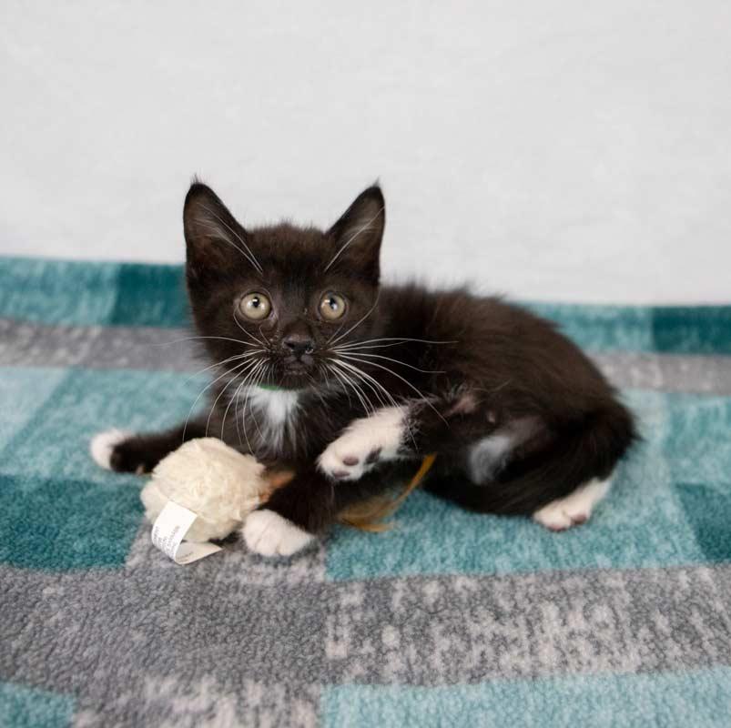 Enlarge Gazpacho, a Adopted mixed breed in Kennesaw, GA image 4/6