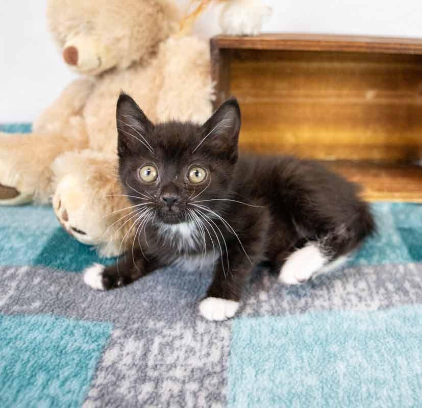 Enlarge Gazpacho, a Adopted mixed breed in Kennesaw, GA image 6/6