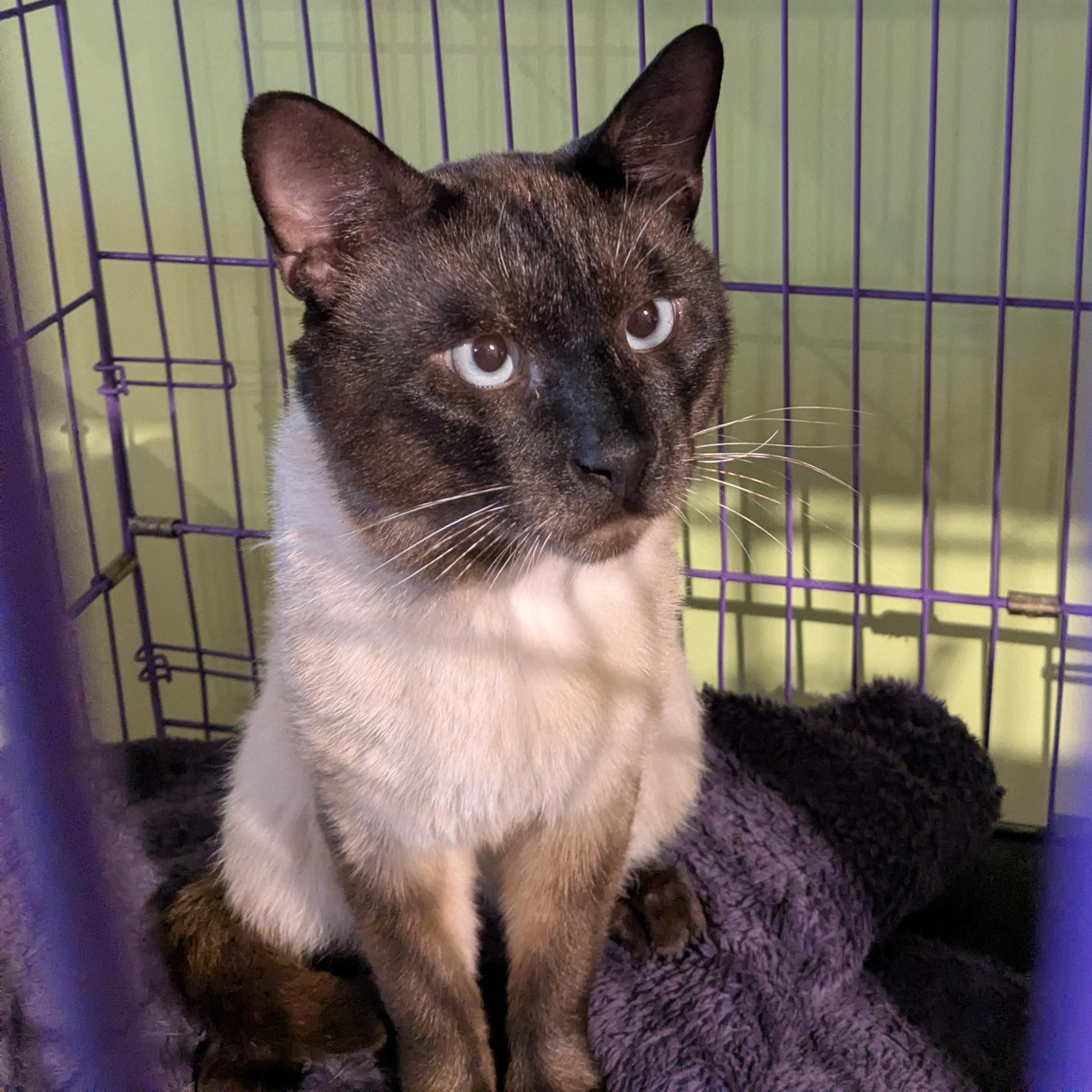 Dewie, adopted, Young Male Siamese.