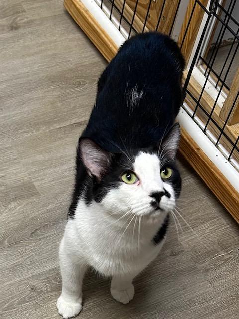 Enlarge Rio, a Adoptable Domestic Short Hair in Knoxville, GA image 2/6