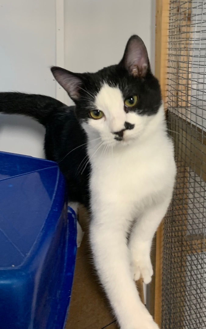 Rio, a Adoptable Domestic Short Hair in Knoxville, GA image 1/5