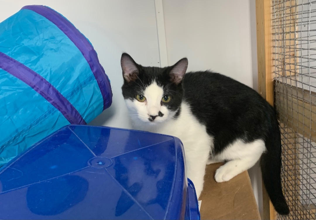 Rio, a Adoptable Domestic Short Hair in Knoxville, GA image 2/5